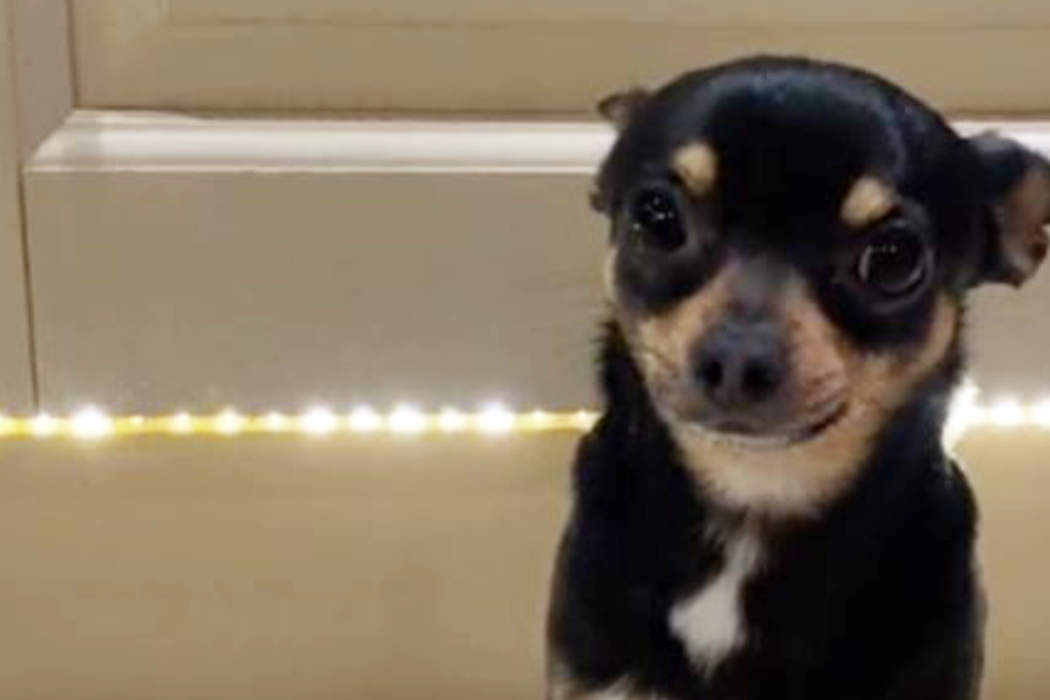 Did the dog eat the cookie? Viral TikTok leaves no crumbs as millions eat it up