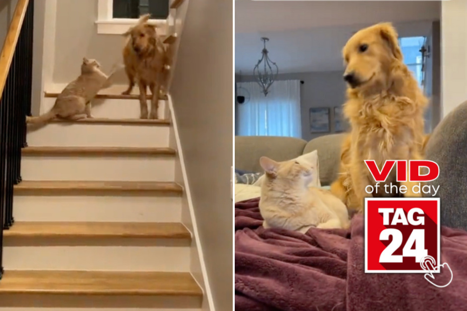 Viral Video of the Day for March 12, 2024: Golden retriever secretly tries to sneak past "spicy kitty" sibling!