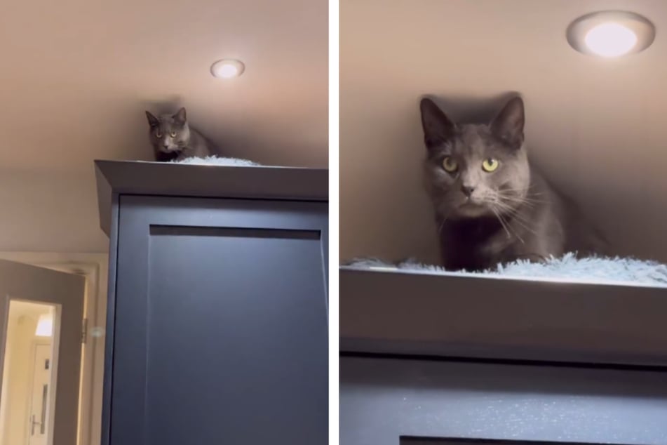 Cat won't get off the fridge, and his owners' "fix" just makes things worse!