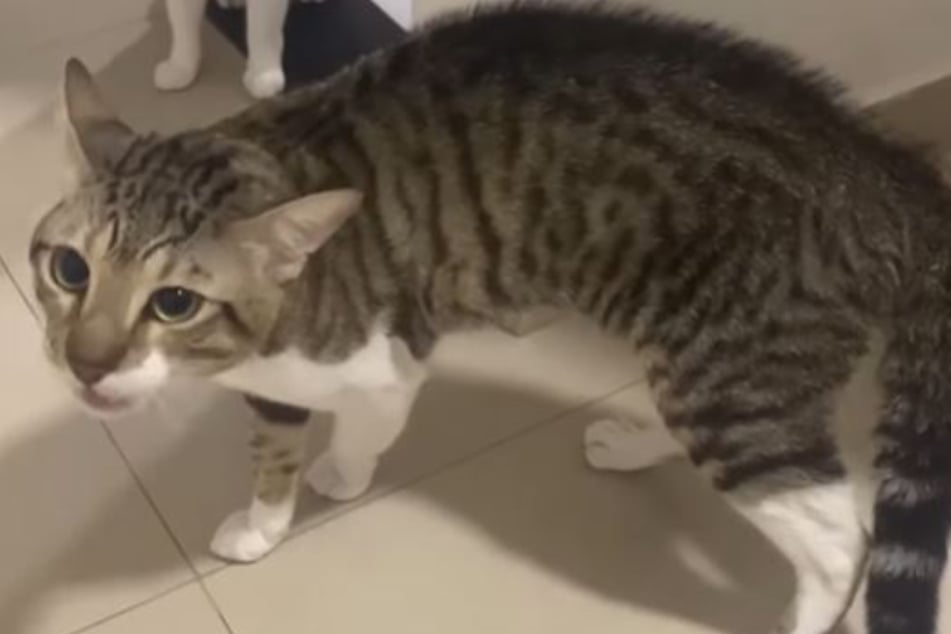 Kush the cat was not happy to see his owner holding another kitty, let alone one that looked exactly like him!