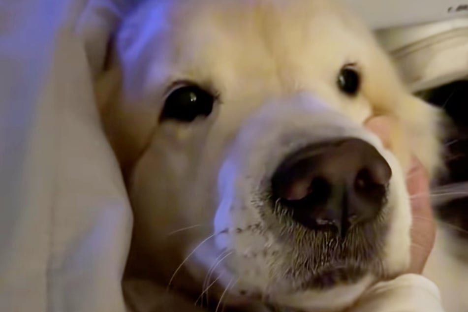 Maui the dog proves to be an angel for the full twelve hours!