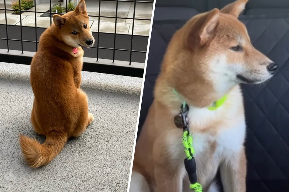 Dog gives owner serious attitude after time apart!