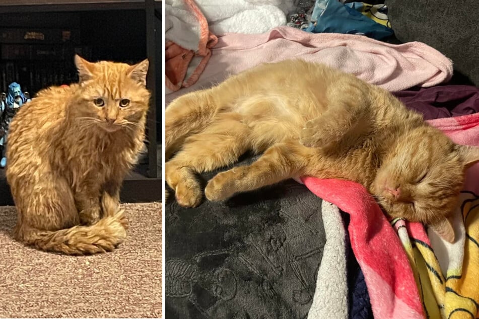 After just a short time, the initially frightened cat felt right at home.