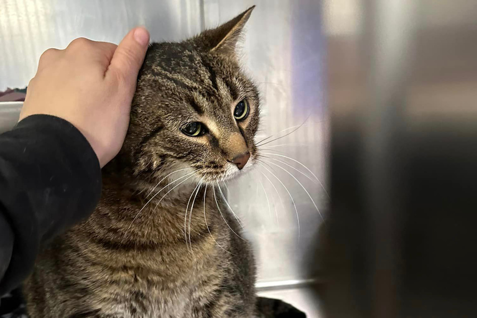 Arthur needs lots of love and is a large cat with "star power."