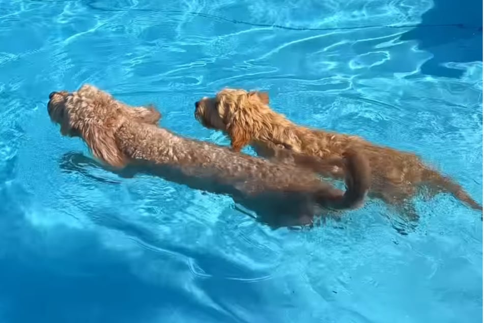 Always a nose ahead, Isla swims in front, while Luna follows her.