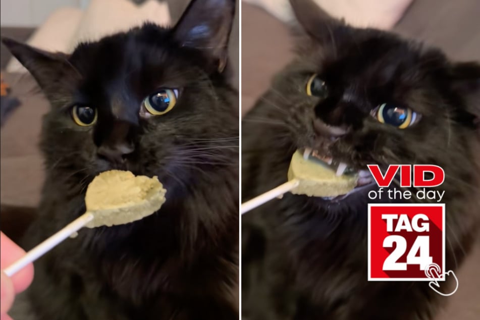 Viral Video of the Day for August 8, 2025: Black cat hilariously claims heart-shaped catnip lollipop