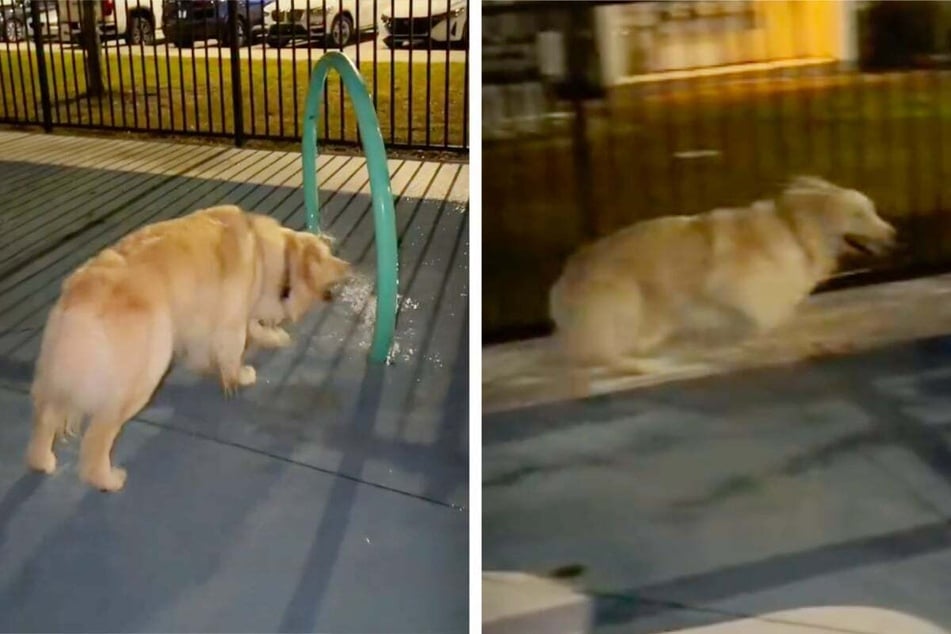 Golden retriever melts hearts as he returns to his favorite park from his puppy days!