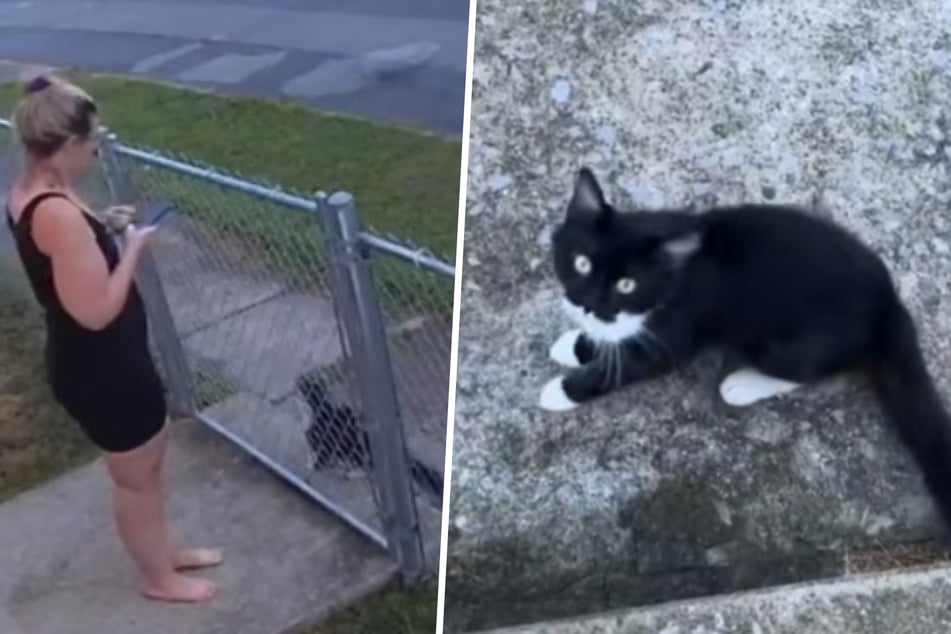 Persistent kitty forces dog lover to come to her rescue!