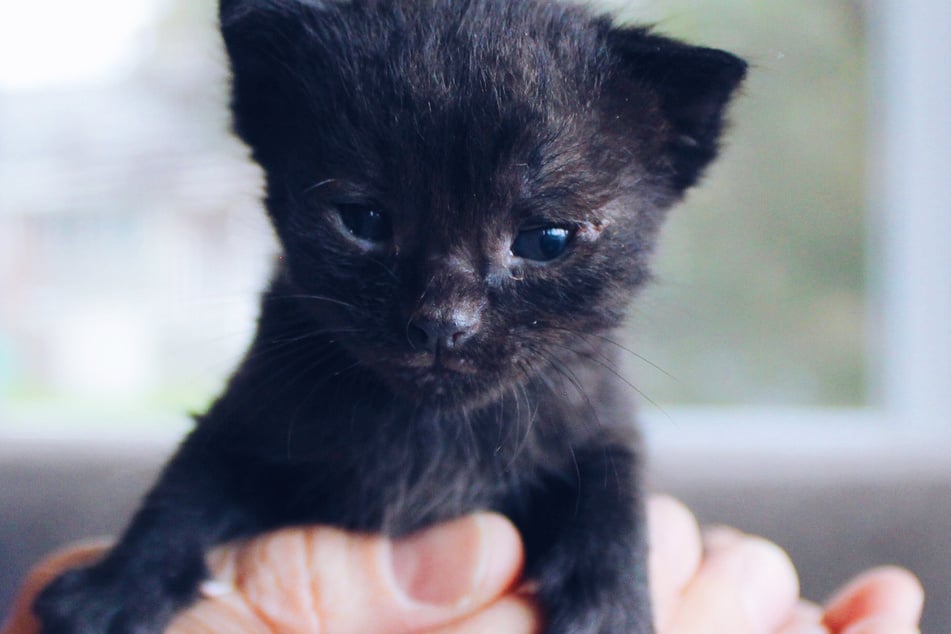 Cats will knead you with their claws when they are happy and contented.