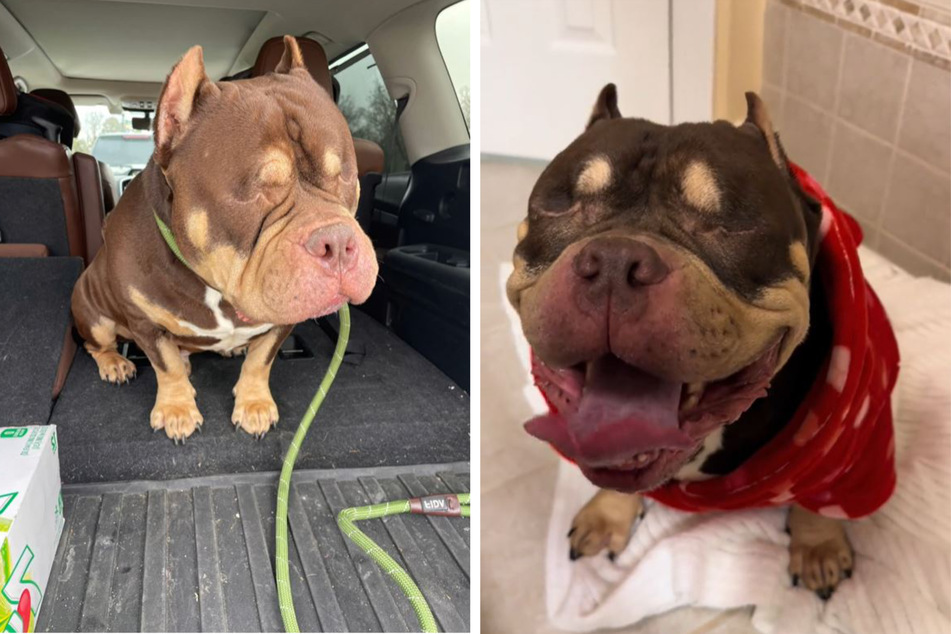 Blind dog was abandoned and set for euthanasia – then a veterinarian made a fateful call
