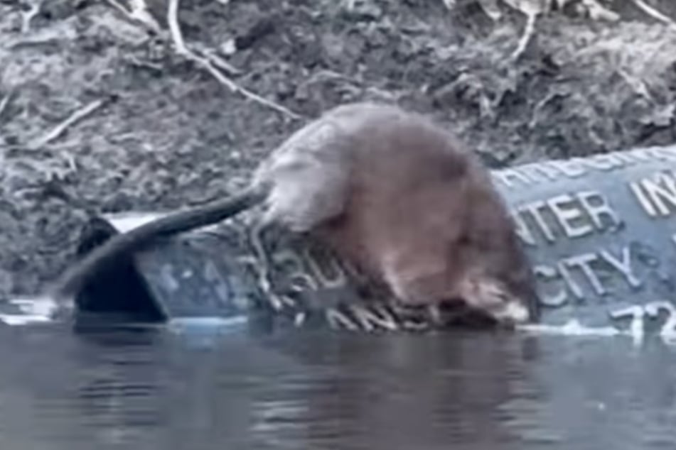 The supposed beaver turned out to be a giant swimming rat!