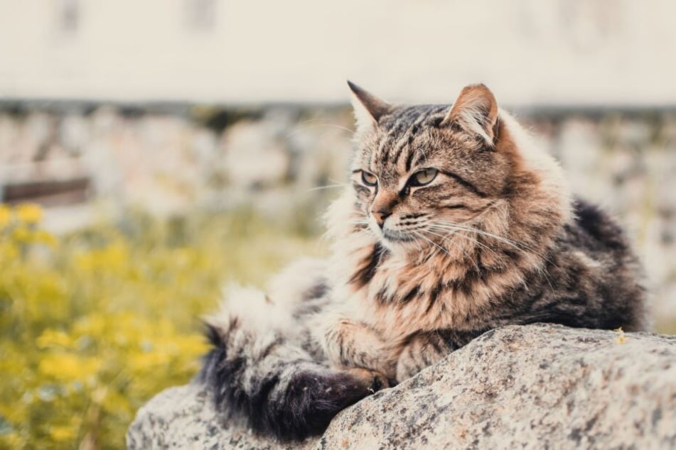 Several Maine Coon cats are represented in the Guinness Book of World Records.