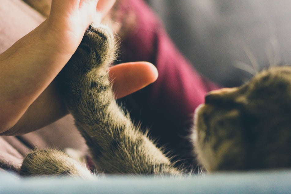 Cats will only choose to touch and interact with you if they feel safe and at peace.
