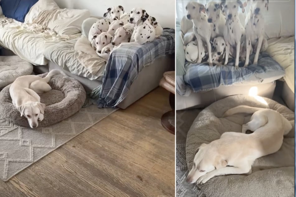 While his Dalmatian dog siblings are nuzzled happily together, this spotless Labrador seems to be banished from the cuddle puddle. But why?