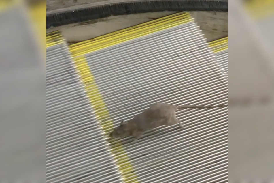 This determined rodent really wowed TikTok!