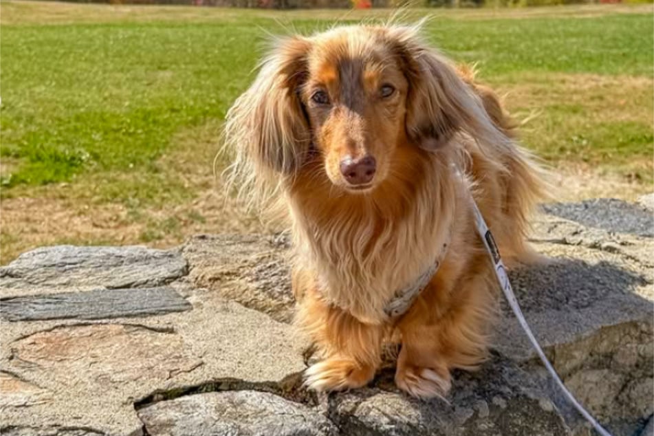 Roswell is quite the fluffy, handsome little guy when he's not in the bathtub!