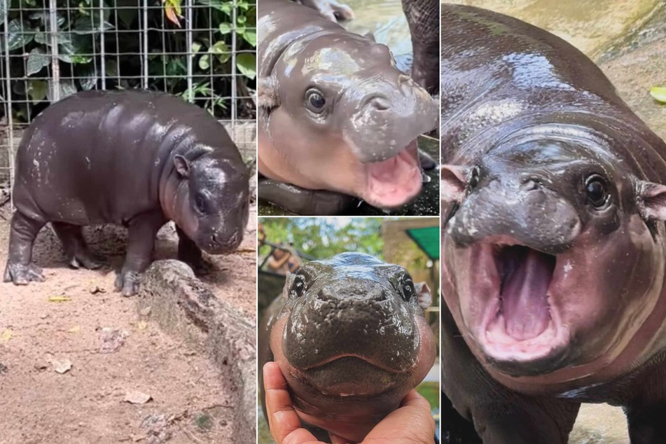 Baby hippopotamus is the viral star of the zoo, but is abuse afoot?