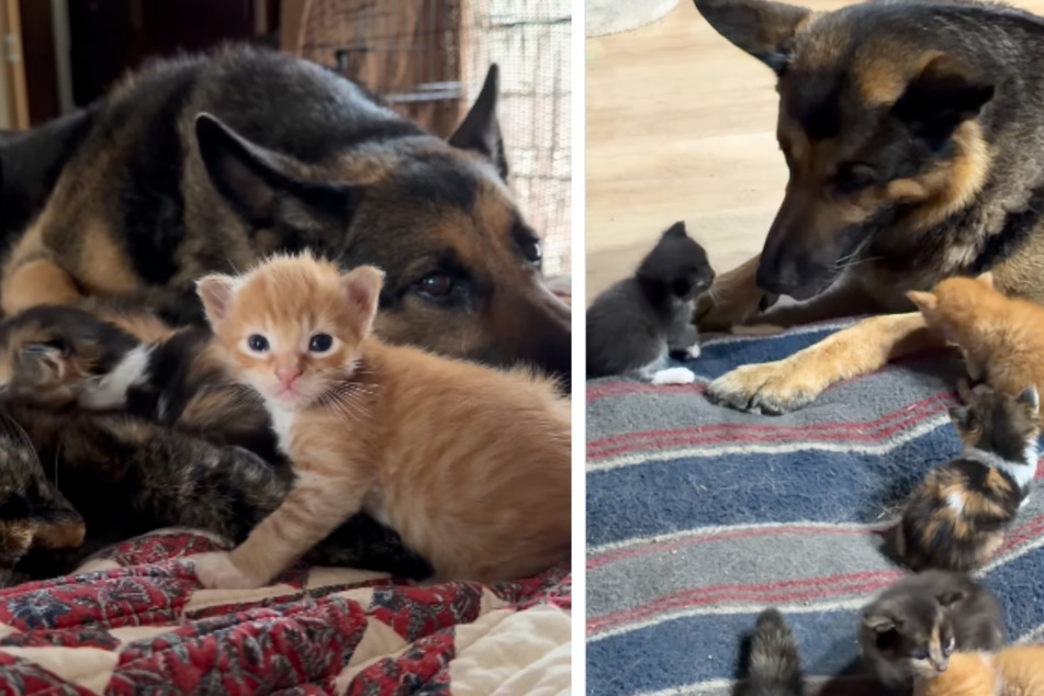 This dog is all about taking care of kittens and cats.