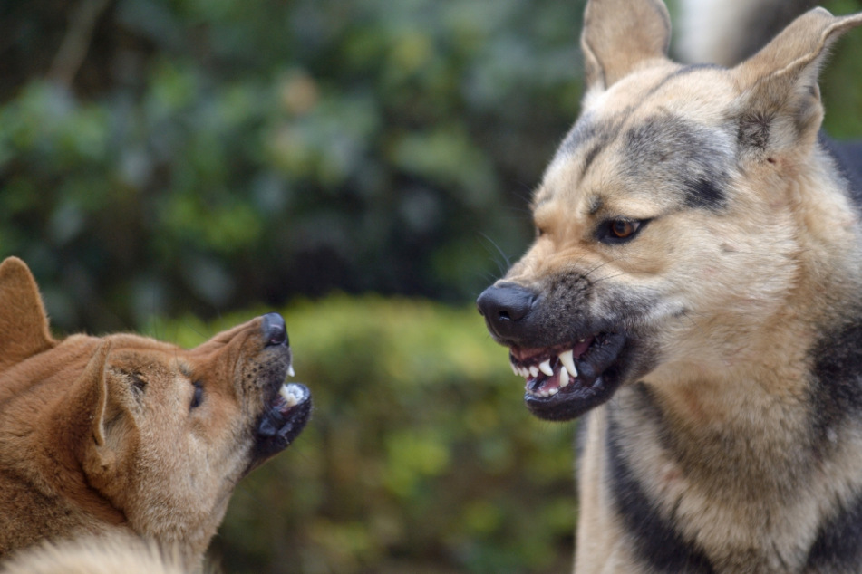Florida man mauled to death by pack of wild dogs roaming the area