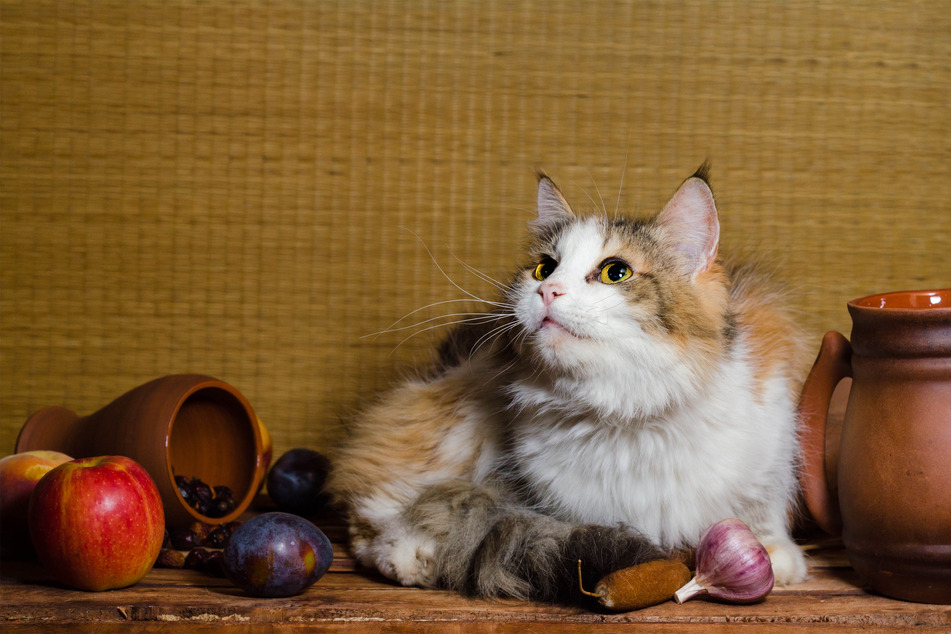 There are few things more cute than a cat who's obsessed with human food. Just be careful.