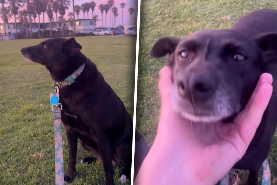 Rescue dog's shocking reaction to passersby reveals bombshell revelation about her past!