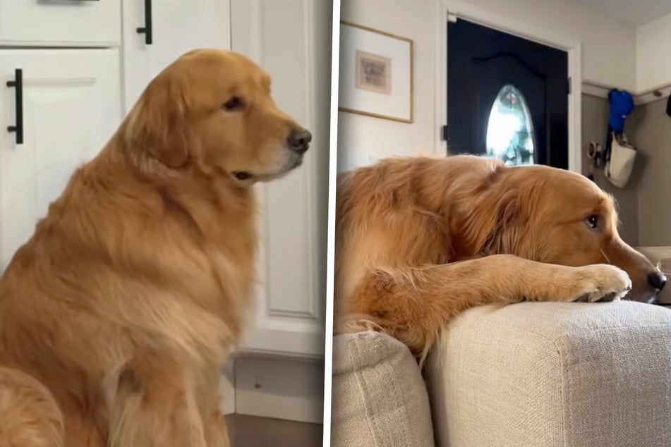Dog looks utterly heartbroken: his owner's adorable explanation melts hearts