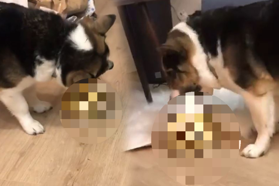 Try as he might, this dog can't get to the good stuff!