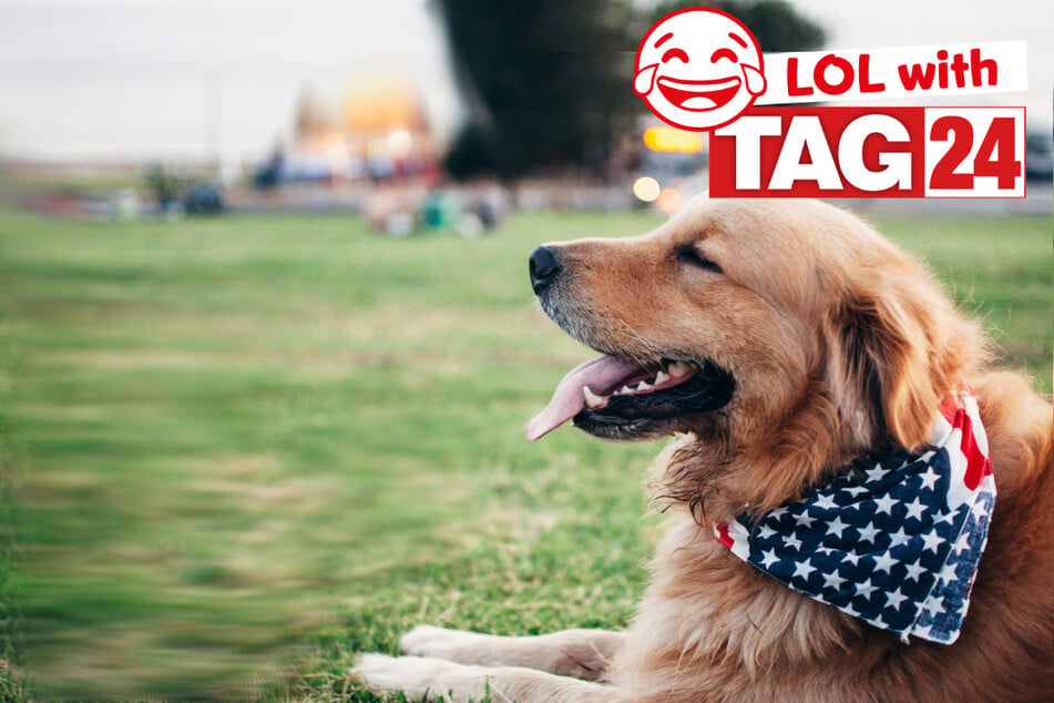 Joke of the Night for July 4, 2026: A puppy funny for the 4th of July!