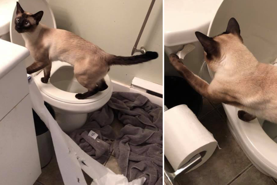 Facebook falls in love with feline flusher