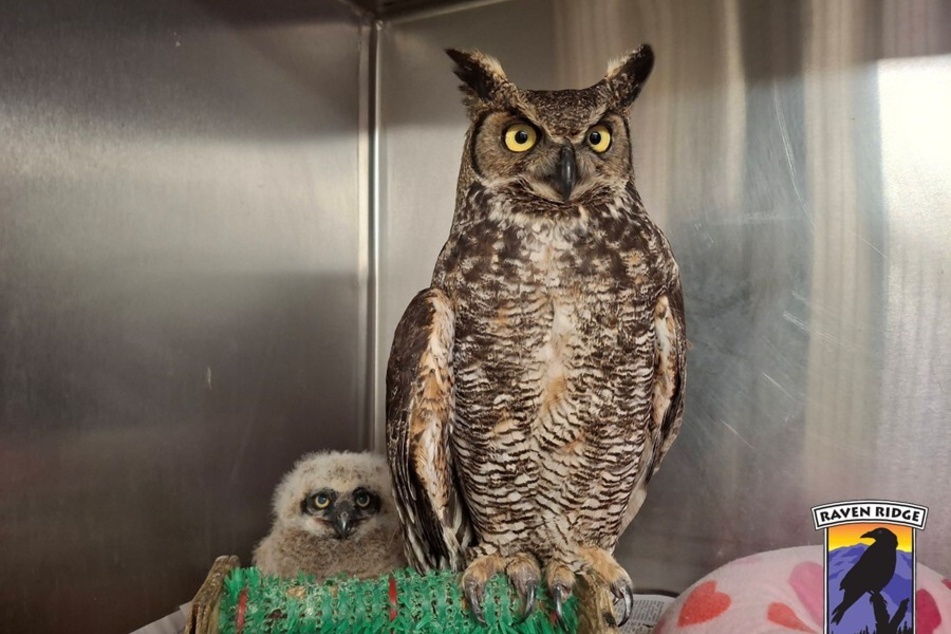The injured mother owl immediately adopted the owl rescuers gave her.