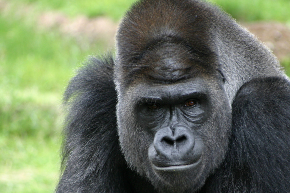 The 48-year-old silverback was diagnosed with pneumonia and heart problems (stock image).