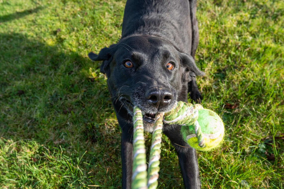 Training, walks, and games can reduce dog boredom and improve behavior.