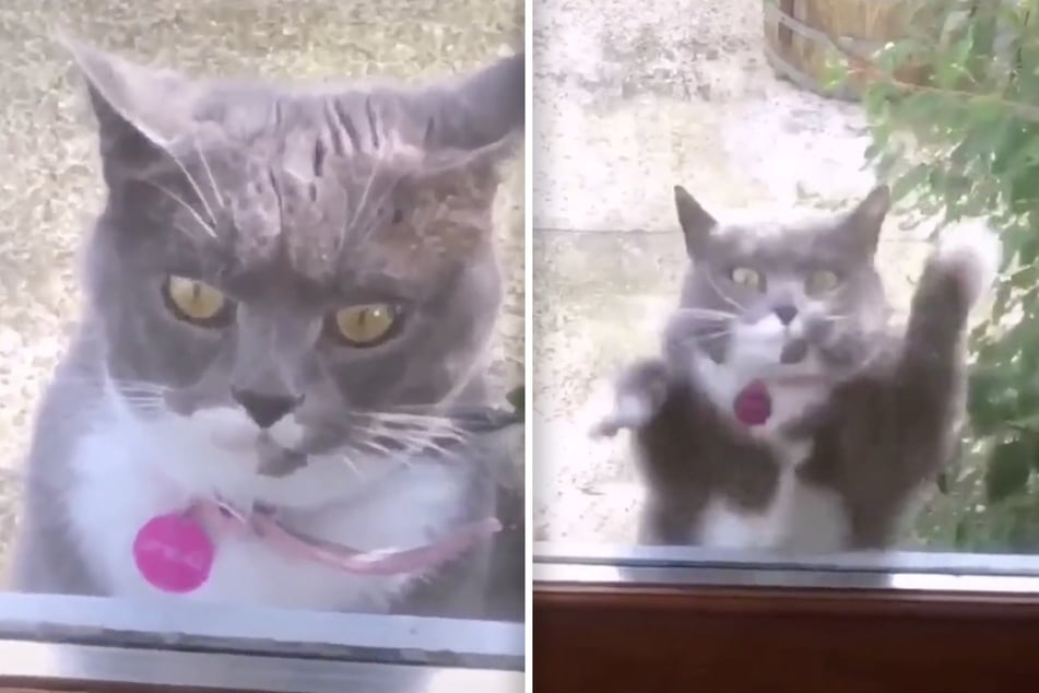 Cat "dances" to '90s EDM hit and becomes a viral TikTok sensation