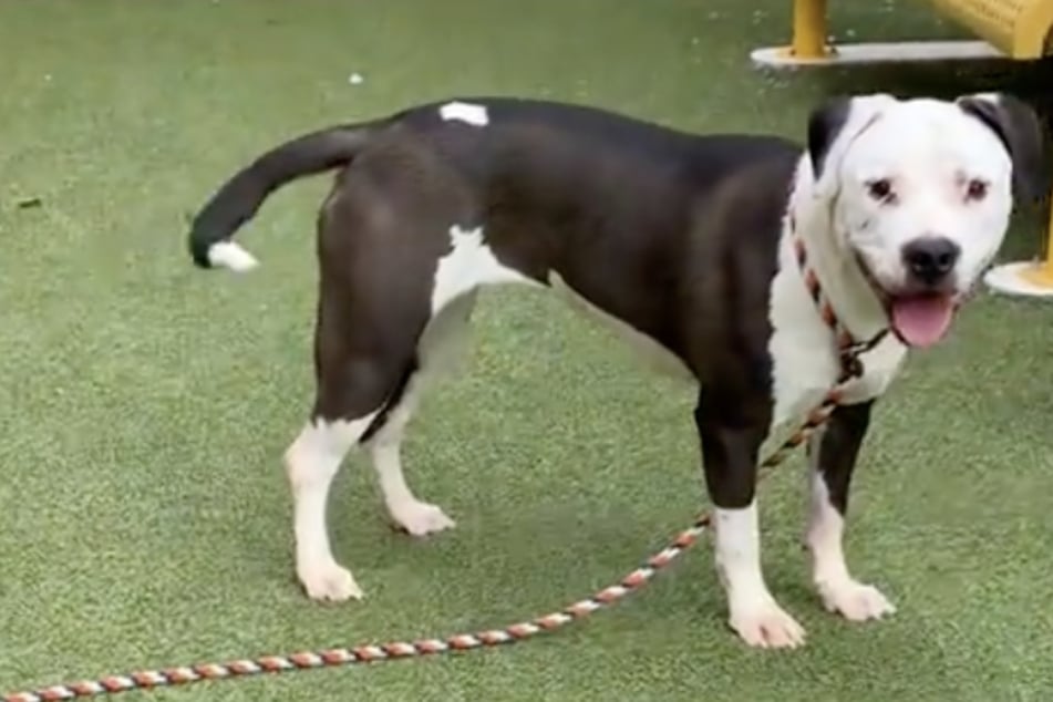 In the end, the huge amount of attention led to a happy ending! Ladybug the dog found a home where she is finally safe and loved.