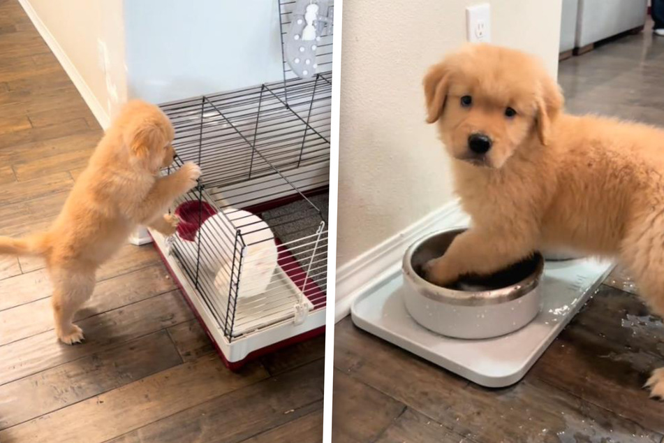 Golden retriever puppy Shadow is rather high maintenance, as a viral TikTok proves!