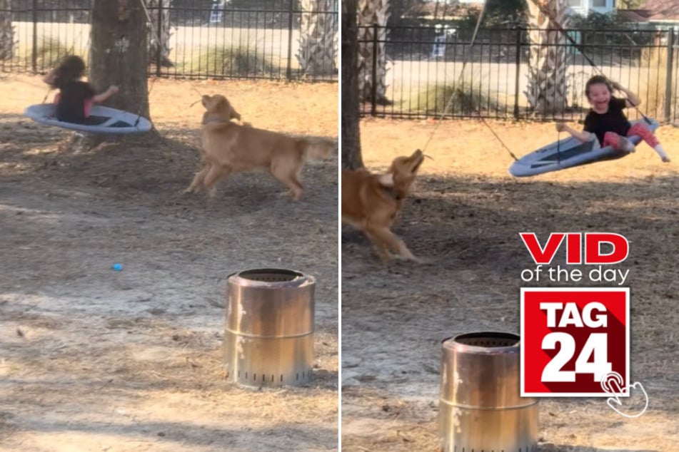 Viral Video of the Day for February 13, 2026: Dog swings toddler in adorable backyard moment!