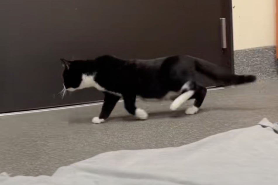 When Grace first rescued Mozart the cat, he could barely walk.