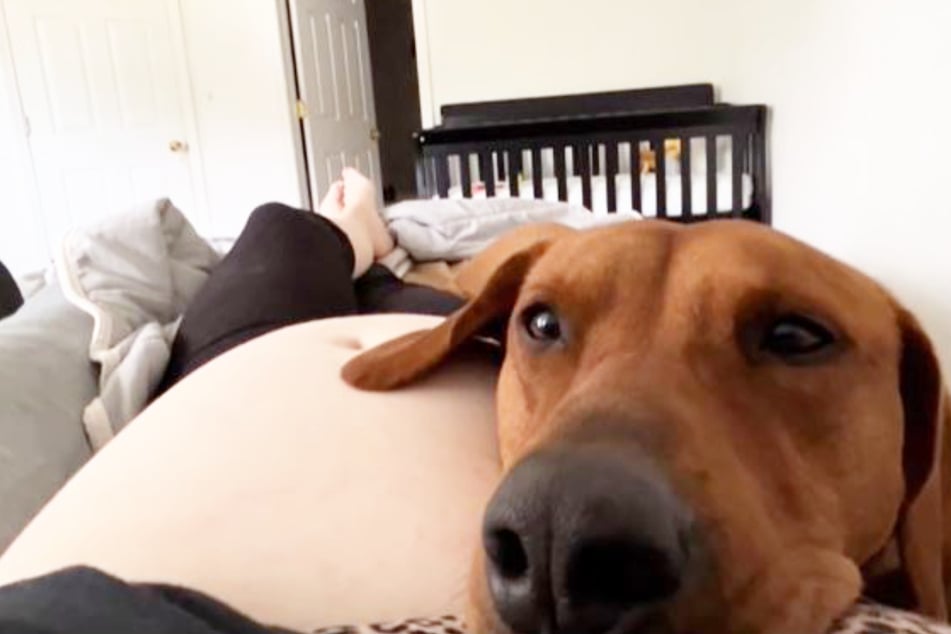 Dog has heartmelting reaction to feeling first kicks from pregnant mama's belly