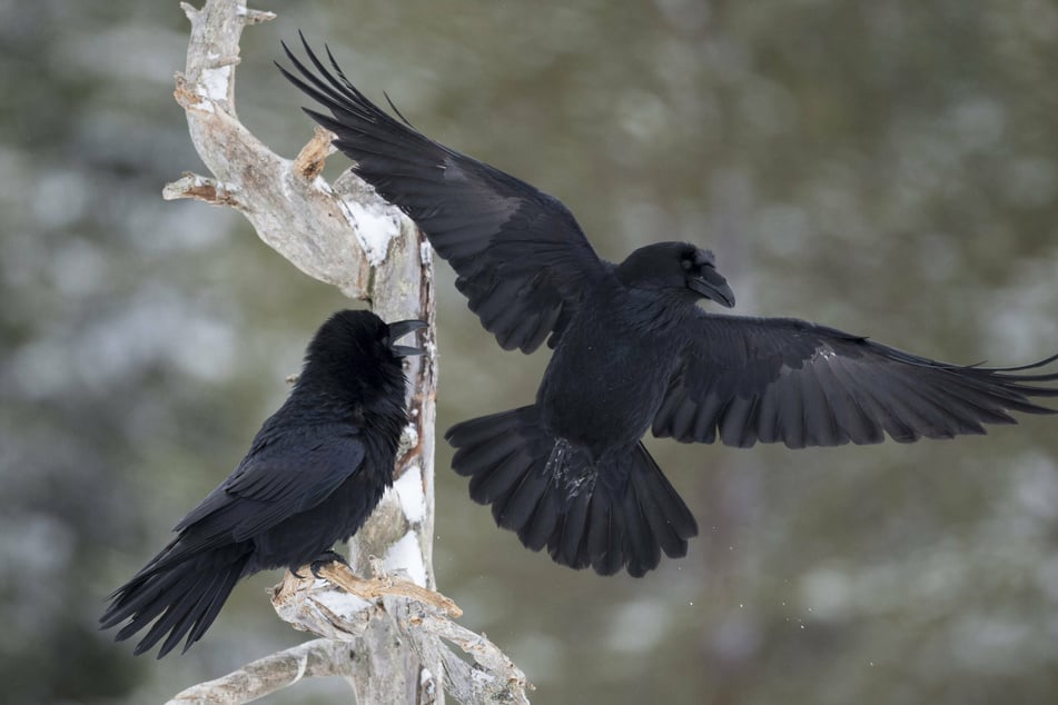 Robbin' ravens: Costco customers tormented by feathered thieves in Alaska