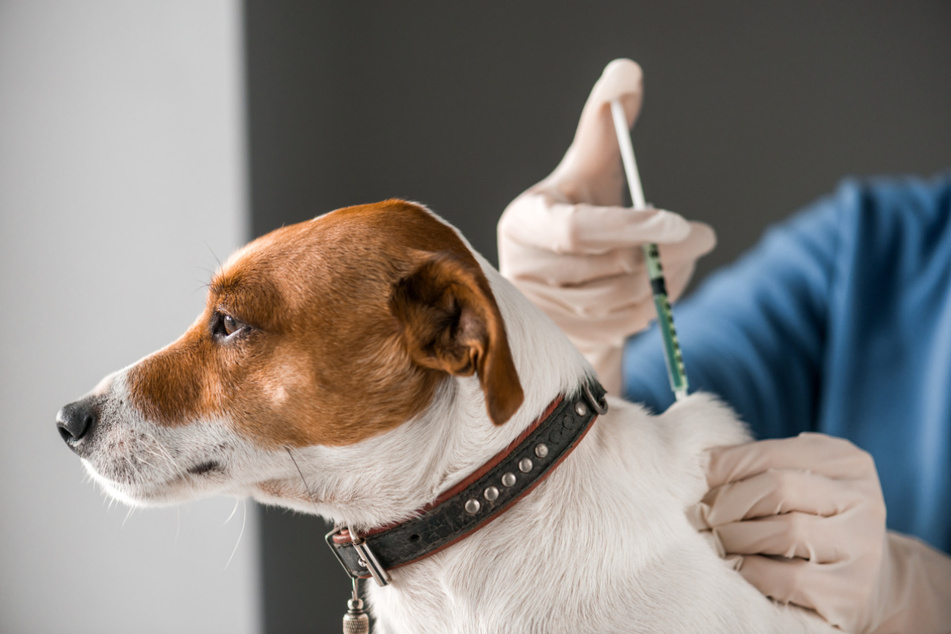 Vaccines developed for dogs should only be used on them, Calama's health commissioner advised (stock image).