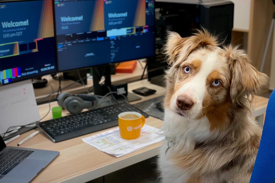 Australian shepherds seem constantly caffeinated, but they're just constantly friendly.