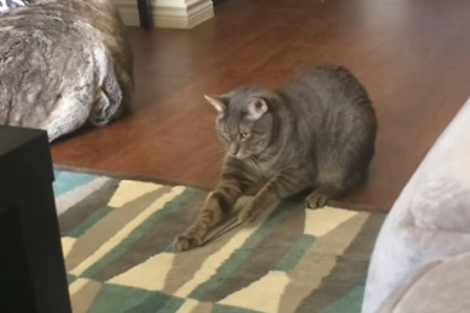 Norman seems like he can't get enough of the hair ties!