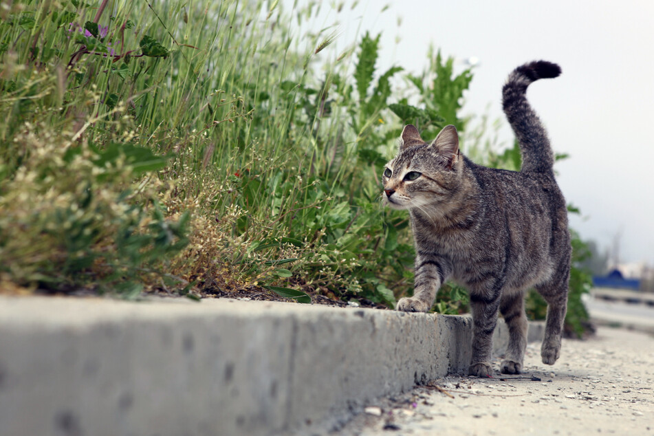 Why can't your cat find its way home?
