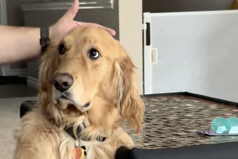 This Golden Retriever dog was at a loss for words (er, barks.)