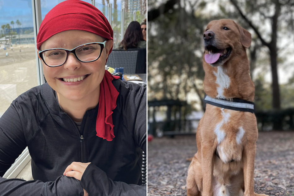 Thanks to the Labrador retriever mix dog, Chase Johnson's cancer was discovered in time.