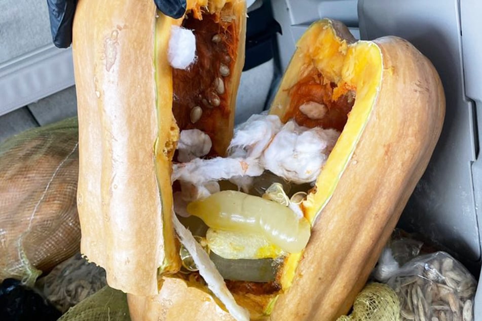 Pumpkins stuffed with 136 filled condoms reveals shocking find