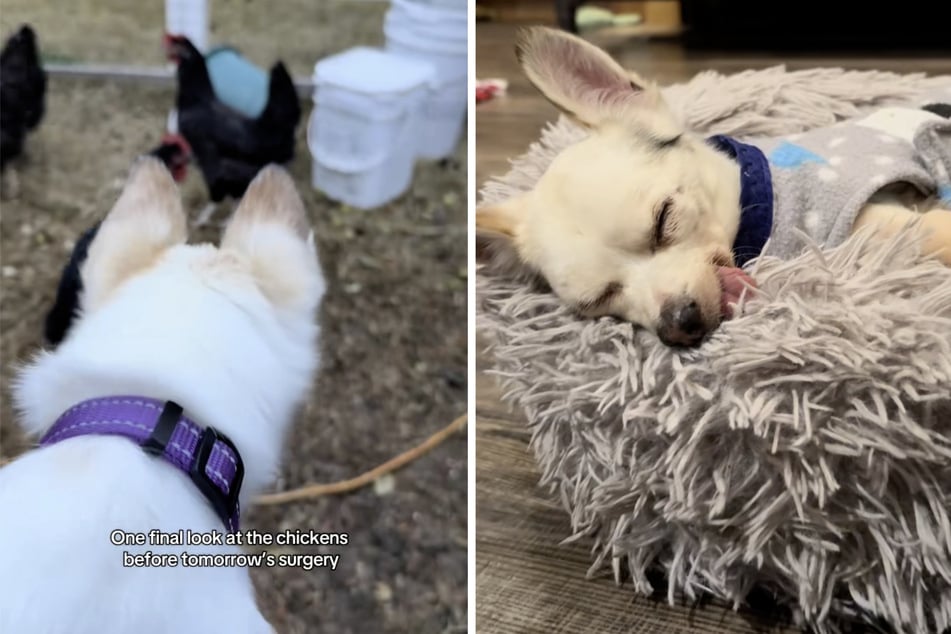 Senior dog seems close to death before a hilarious twist of fate!