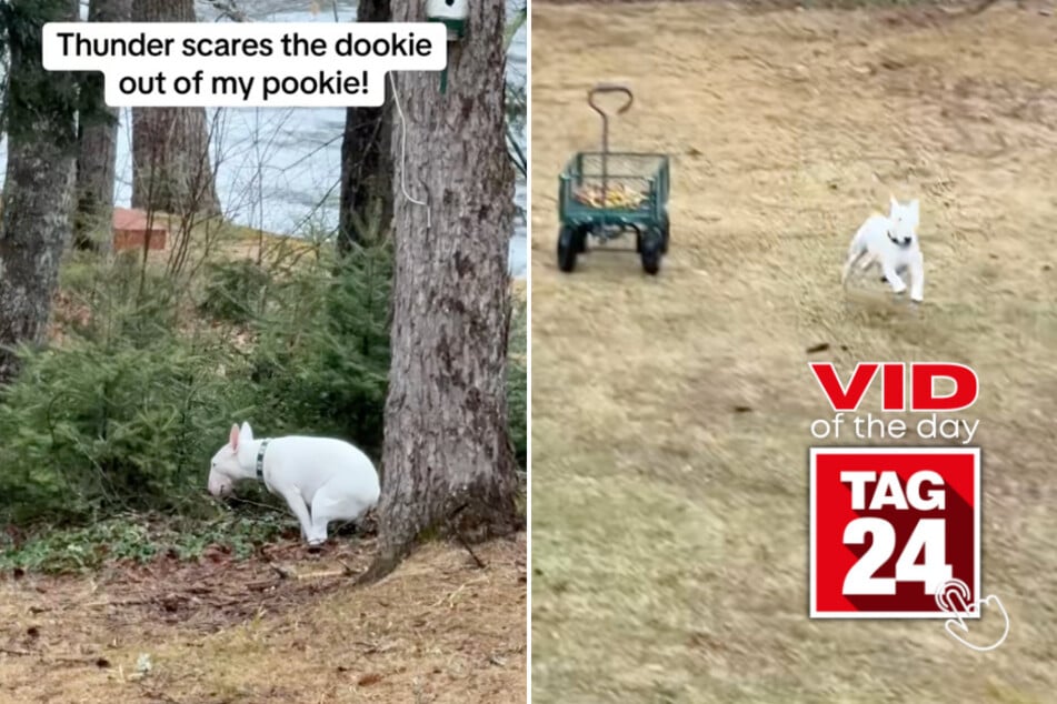 Viral Video of the Day for April 7, 2025: Thunder sends pooping dog into hilarious panic!