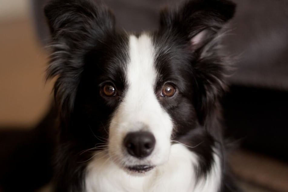 Border Collies are extremely attentive, curious, and intelligent dog breeds. They're also cute.