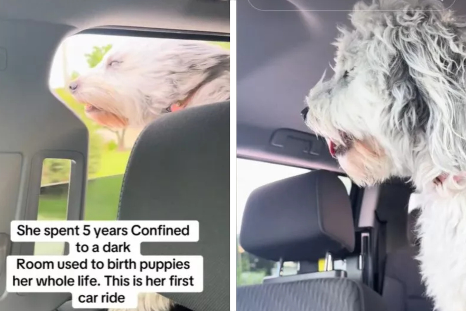The dog's first ride in a car was a very special experience.
